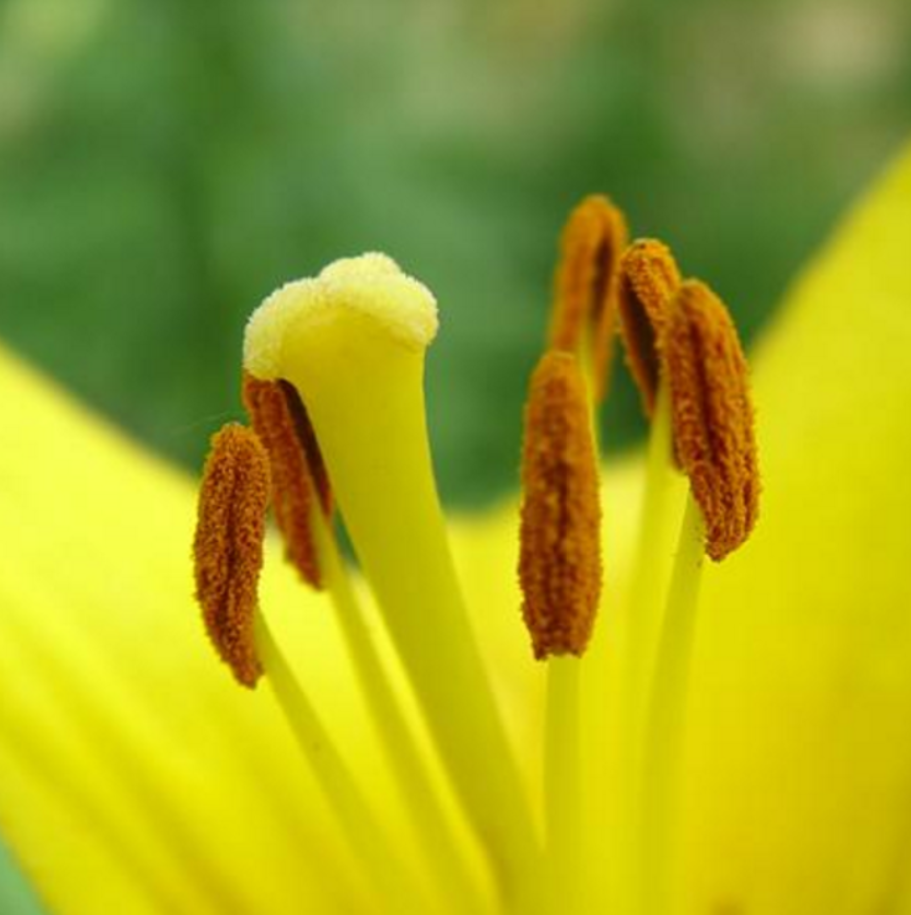 称为绒毡组织,是 a target="_blank" href="/item/维管植物/1179543"