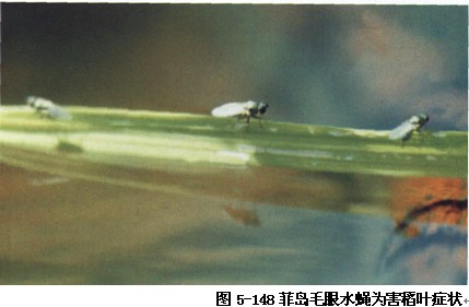 hydrellia philippina ferino