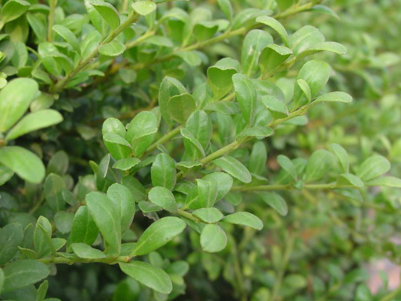  p>金边正木(拉丁学名:euonymus japonicus var.
