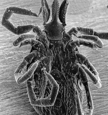 属蛛形纲,螨目, a target="_blank" href="/item/革螨/6266695" data