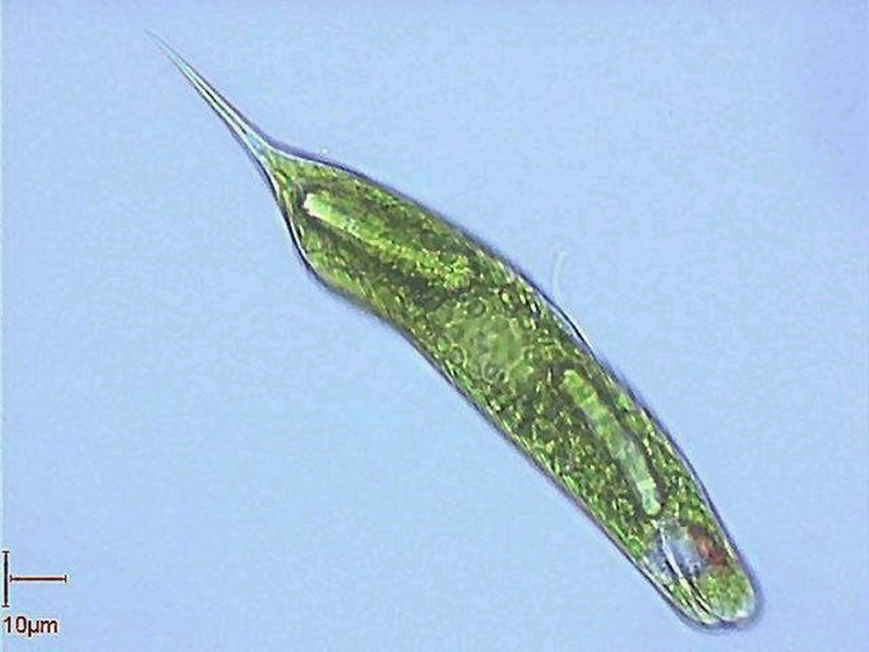  p>原生生物界(学名:protist)是 a href="#" data-lemmaid="7522591">