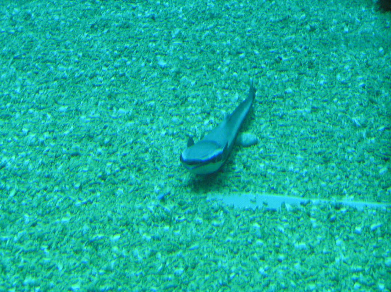  p>印鱼(remora亦作sharksucker或suckerfish),亦称   鱼或印颈鱼,是 