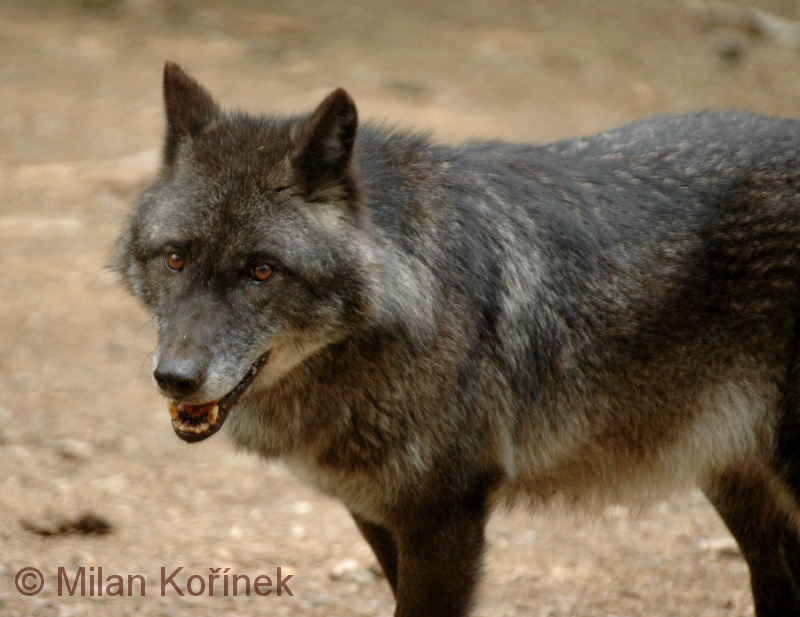 mt. mckinley timber wolf