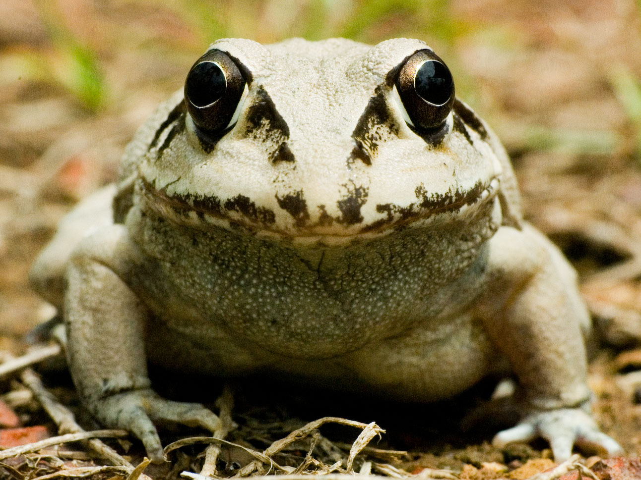  p>保水蛙,澳大利亚野生动物,为了在干旱季节存活下来,这种蛙掘洞藏入