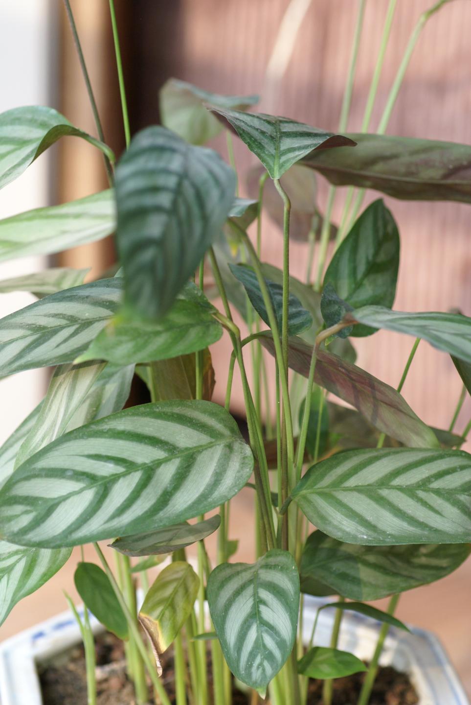  /i>(sander) gentil /a>):竹芋科,肖竹芋属多年生常绿草本观叶植物