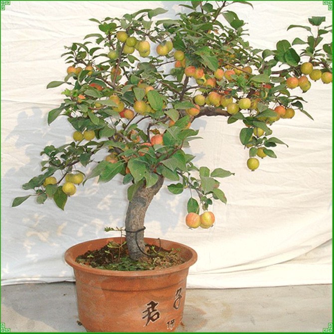 盆景果树