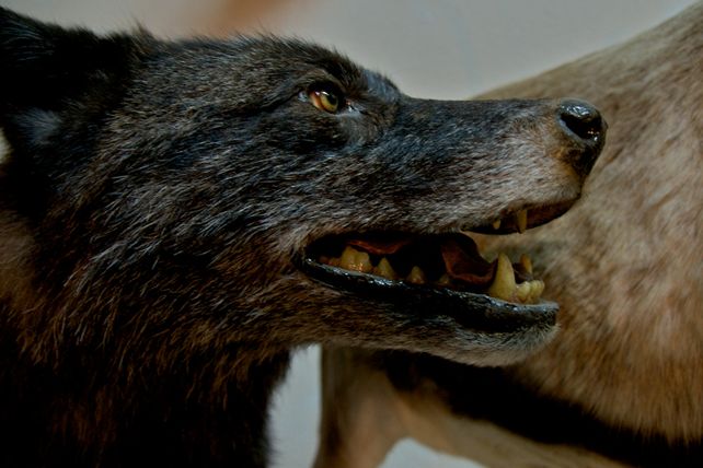 也被称为育空狼,是由动物学家丹尼尔·艾略特在1905年列为灰狼亚种