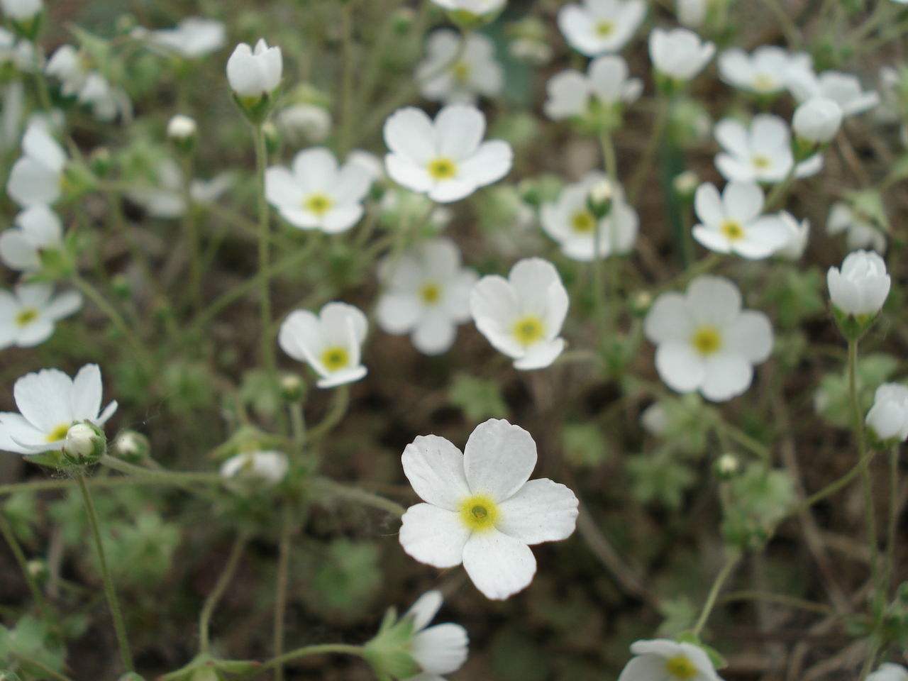  p>白花点地梅,报春花科 a href="#">点地梅属 /a>植物.