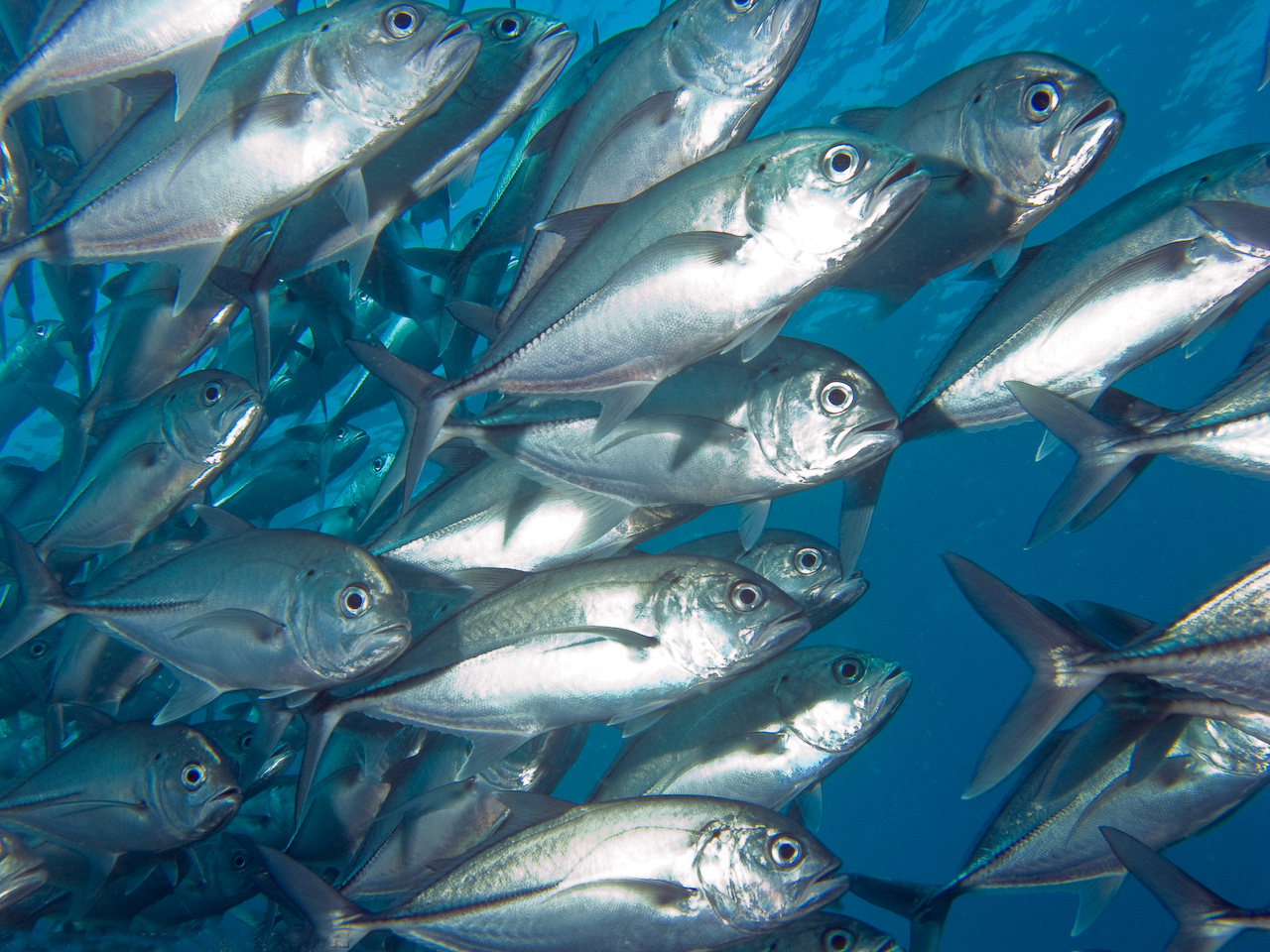  p>六带鲹,学名: i>caranx sexfasciatus /i> (quoy et gaimard, 1825