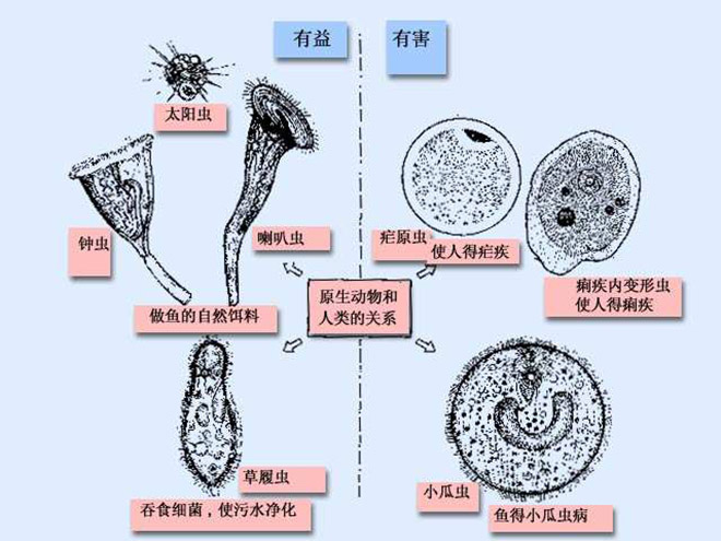  p>原生动物门(protozoa)是 a target="_blank" href="/item/原生生物
