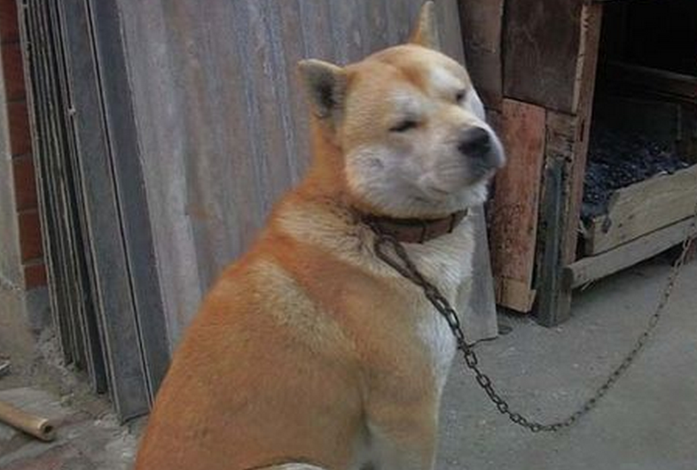  p>春和犬属 a target="_blank" href="/item