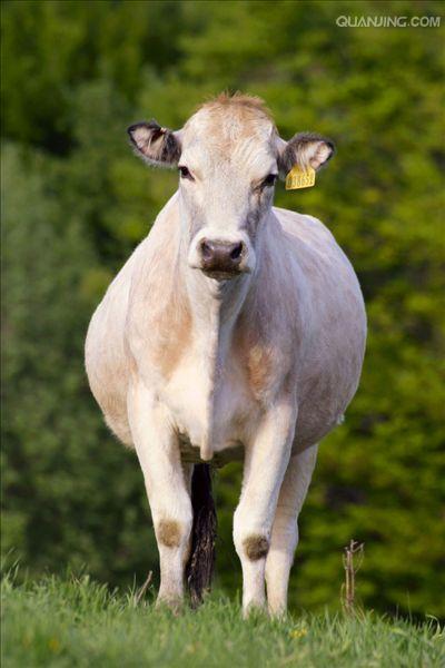  p>有蹄类指的是 a target="_blank" href="/item/脊索动物门/3516708