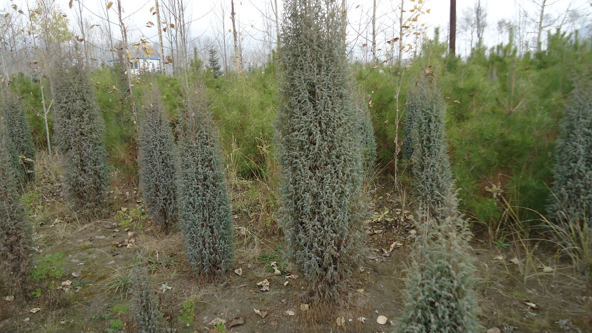  p>祁连圆柏(学名: i>sabina przewalskii  /i>kom.