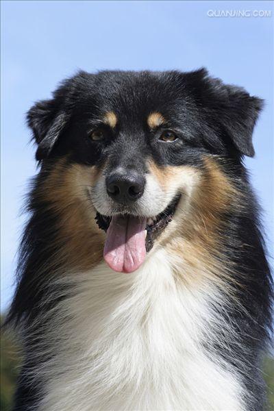  p>澳大利亚牧羊犬是一种具有很强的 a href="#" data-lemmaid="