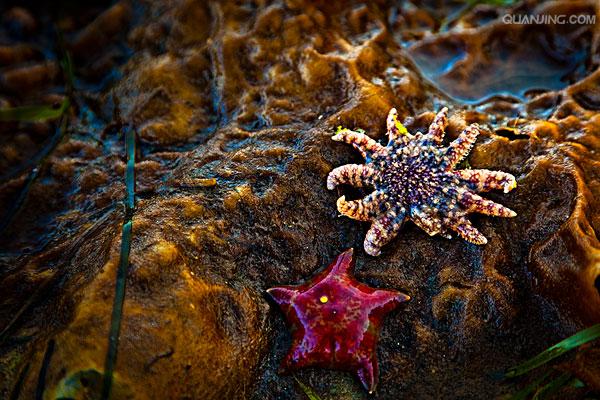  p>海星类starfishes seastars,背腹扁平,呈星形,由中央盘和5个(基数)