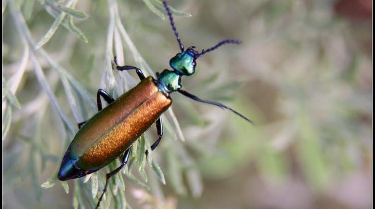  p>属中小型甲虫,全身黑色,头部红色,翅膀末端具灰白色的长毛.