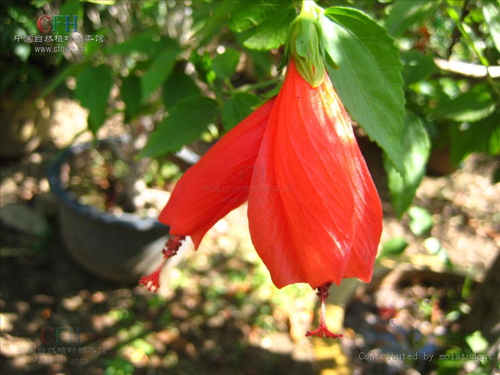  p>悬铃花,拉丁学名(malvaviscus arboreus cav.),属常绿小灌木.