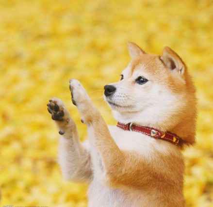 养一只忠诚的柴犬 你准备好了吗 百科ta说