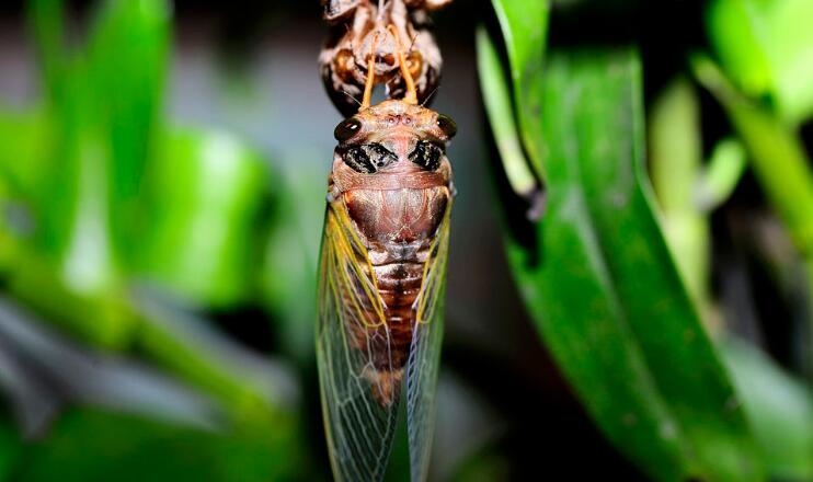色黑色;刚羽化的个体身体满布金黄色细毛;上翅透明,前半部翅脉为绿色