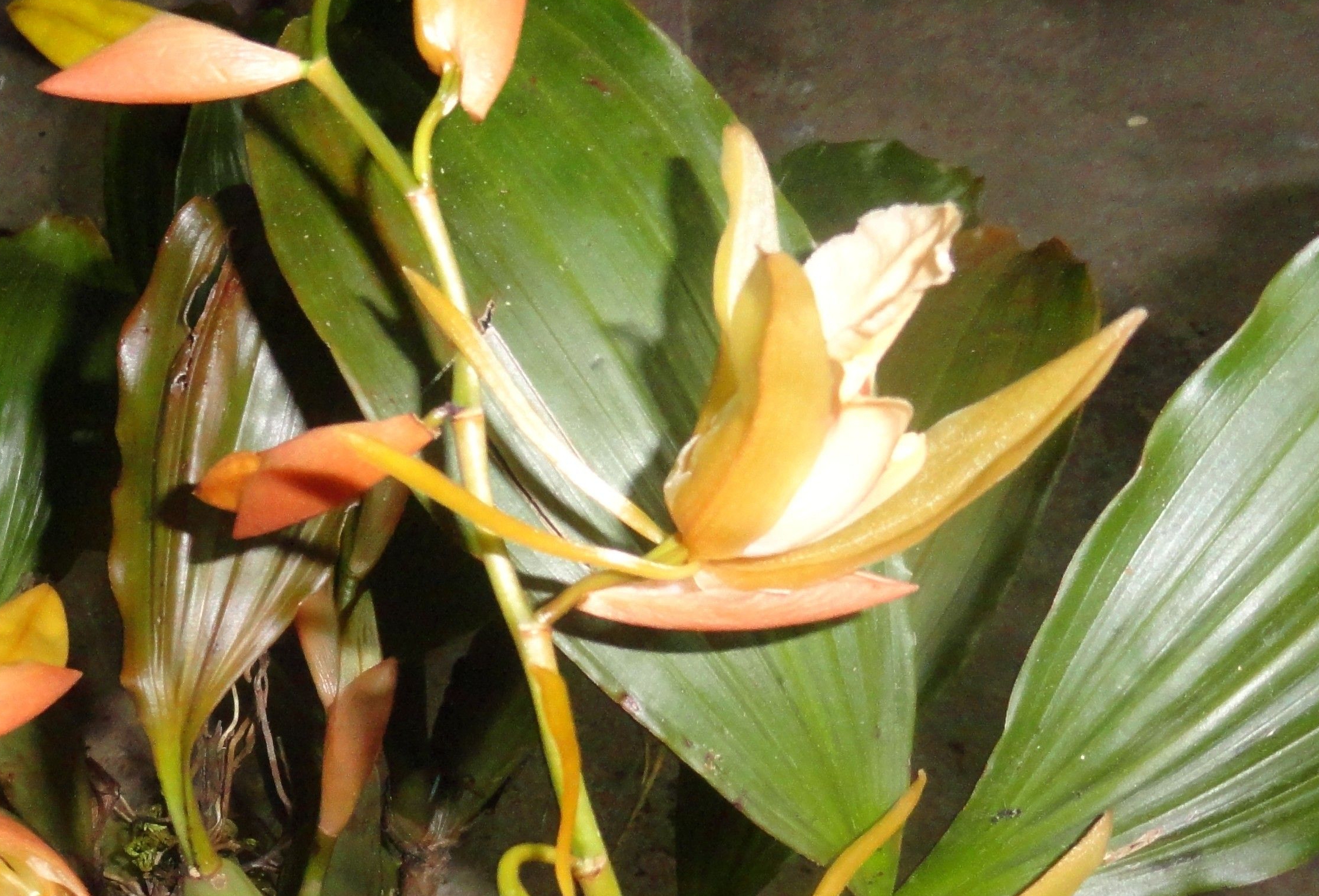  p data-id="tzbjrvhstbar">石仙桃( i>pholidota chinensis /i>