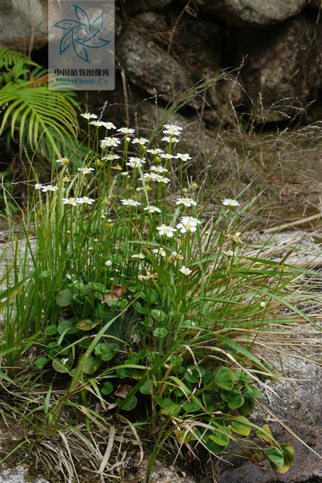 鸡[月君]梅花草