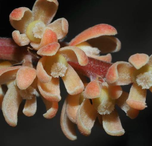  p>木奶果(学名: i>baccaurea ramiflora /i> lour.