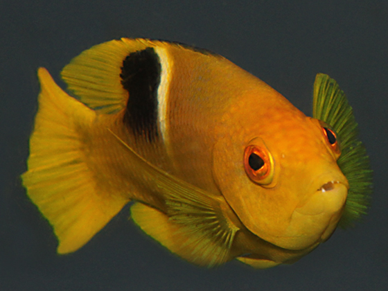  p>红普提鱼, i> /i> i>bodianus perditio /i> (quoy et gaimard