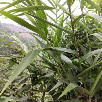 箬叶（竹亚科箬竹属植物箬竹的叶）_百度百科