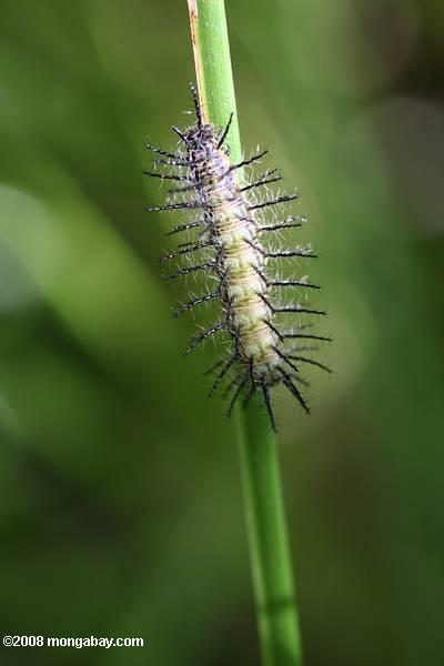 刺毛虫类
