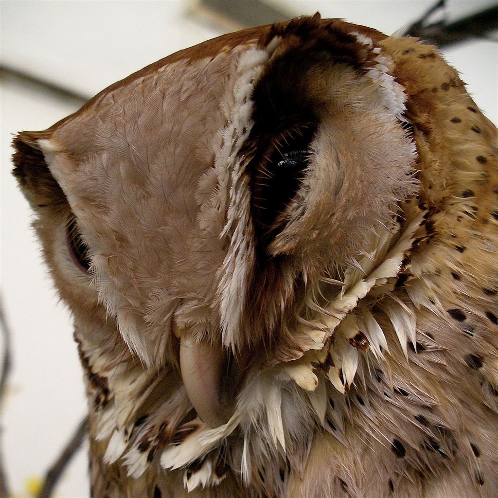  p data-id="gnbkr5eykt">蛙嘴夜鹰frogmouth, a target="_blank"