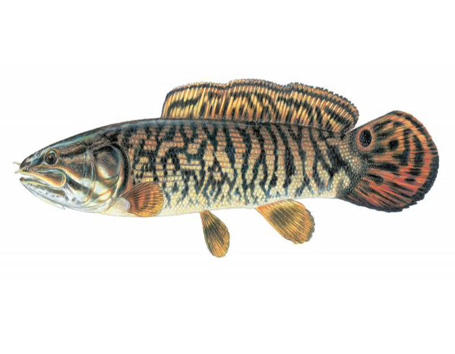  p>弓鳍鱼 amia calva 亦作grindle.