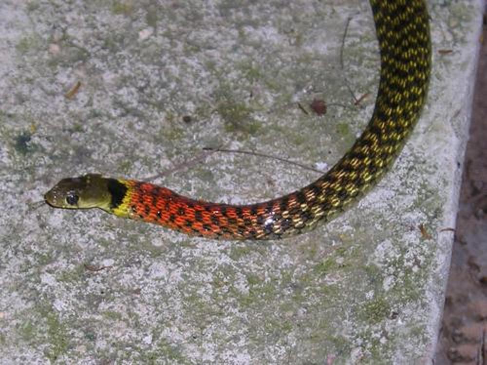  p>红颈射毒眼镜蛇,学名:naja pallida),又叫红射毒眼镜蛇,是 a