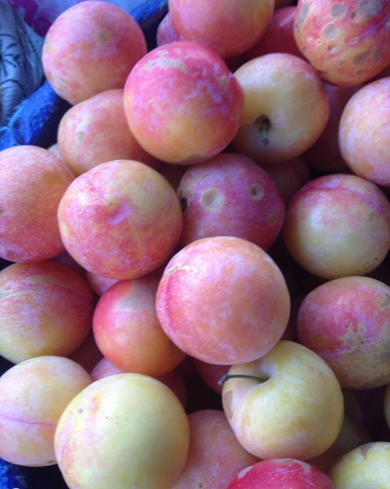  p>东北李是蔷薇科李属的一种乔木,高2.5-3米.