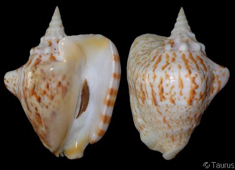  p>厚唇凤凰螺(学名:tricornis thersites)雌雄异体.