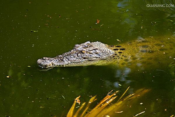 estuarine crocodile