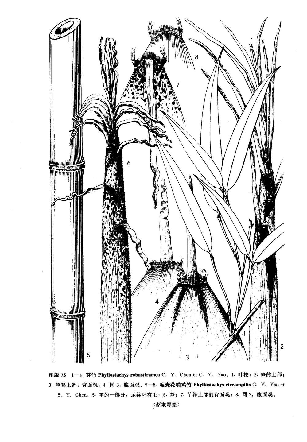 yao)是禾本科,刚竹属 a href="#" data-lemmaid="33239">乔木 /a>状