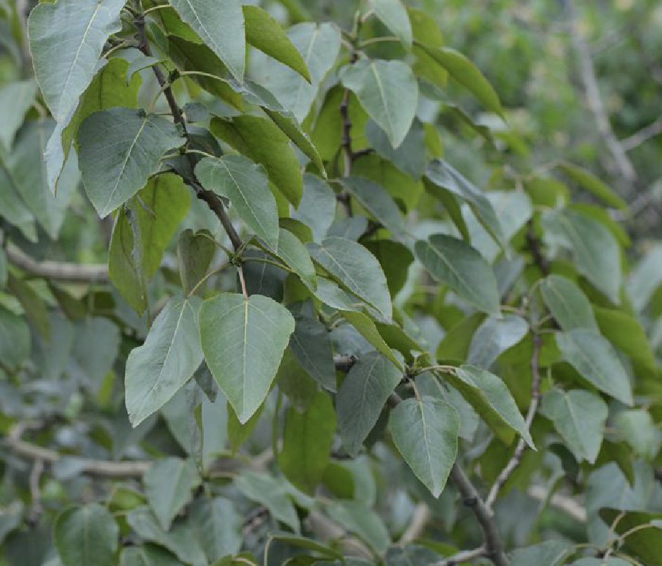  p>川杨(学名: i>populus szechuanica  /i>c. k. schneid.