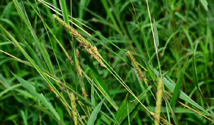  p>有芒鸭嘴草是 a href="#">禾本科 /a>类植物, a href="#" data