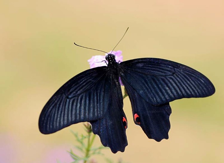  p>蓝凤蝶, i>papilio protenor /i> cramer, a href="#" data-lemma