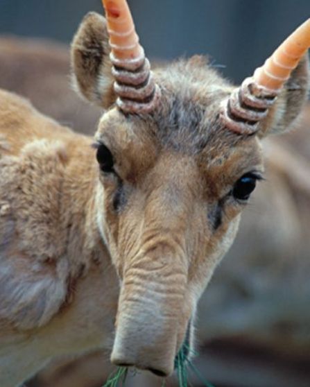  p>高鼻羚羊(学名: i>saiga tatarica /i>):别名赛加羚,属于牛科.