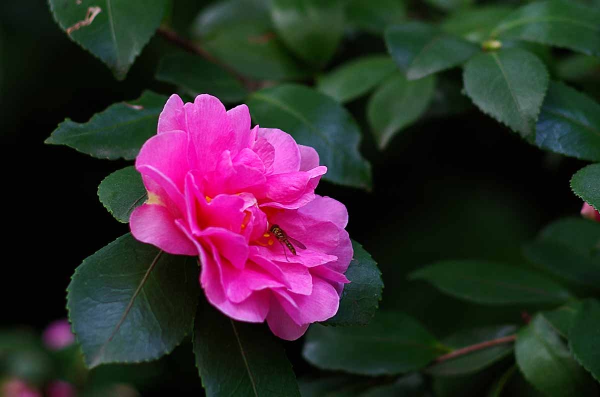 camellia sasanqua thunb.