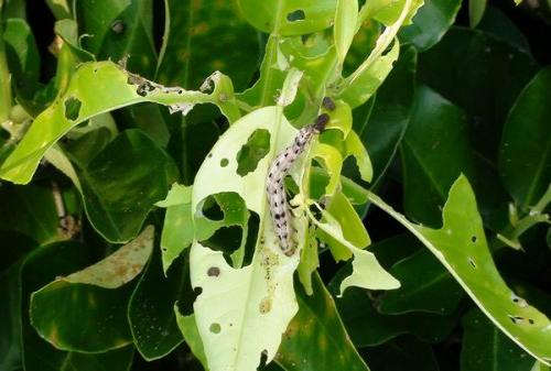  p>斜纹夜蛾(学名: i>spodoptera litura /i> fabricius)属 a href="