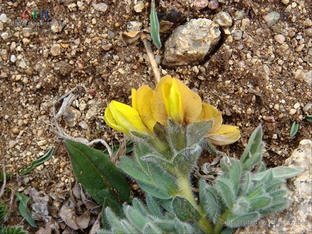 是 a target="_blank" href="/item/双子叶植物纲">双子叶植