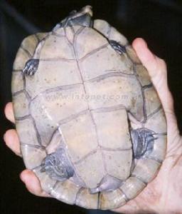 亚马逊大头侧颈龟