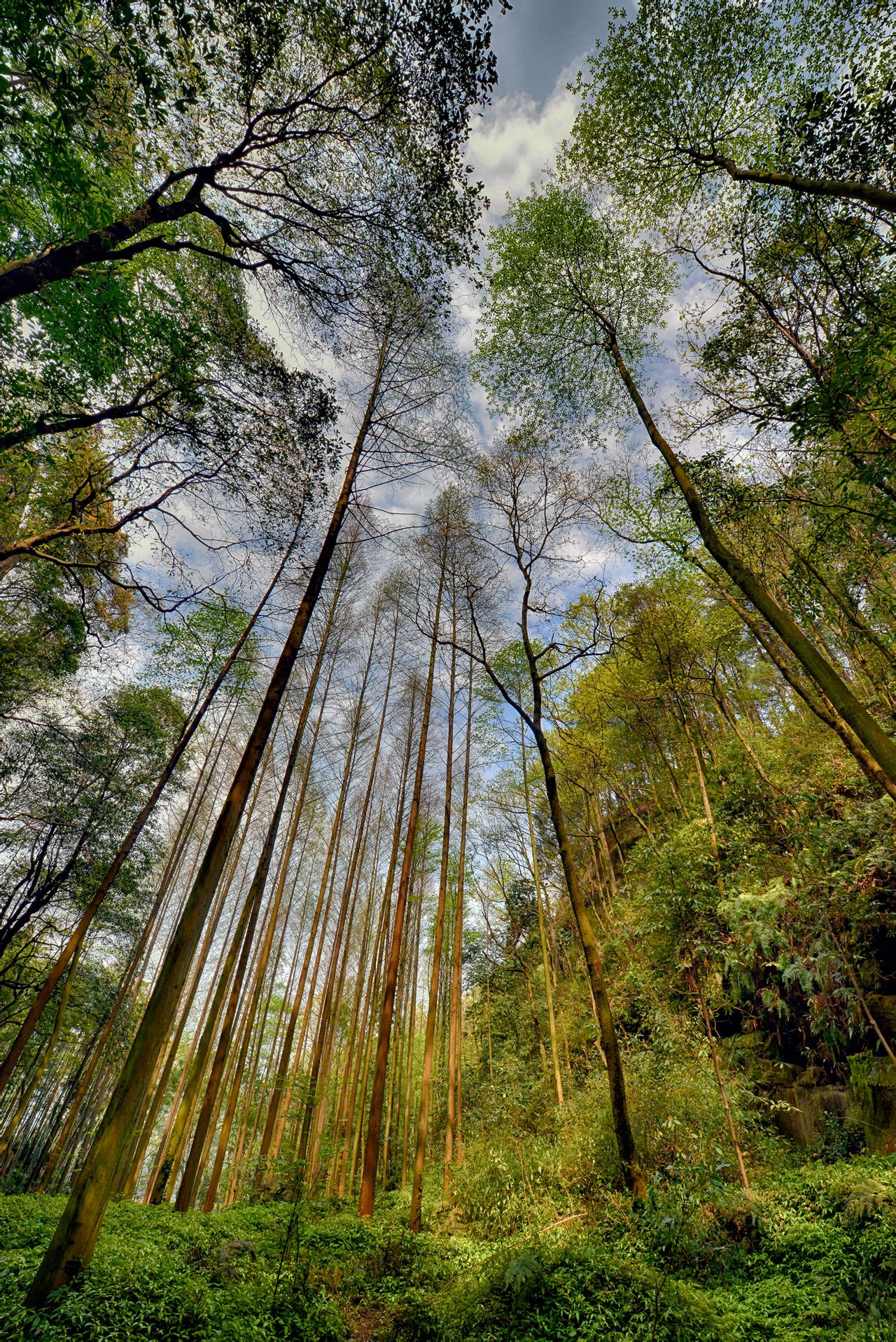 金城山森林公园