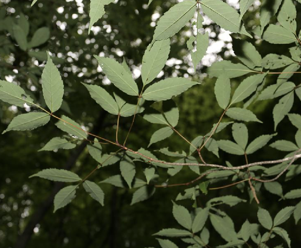  p>东北槭(学名: i>acer mandshuricum /i> maxim.