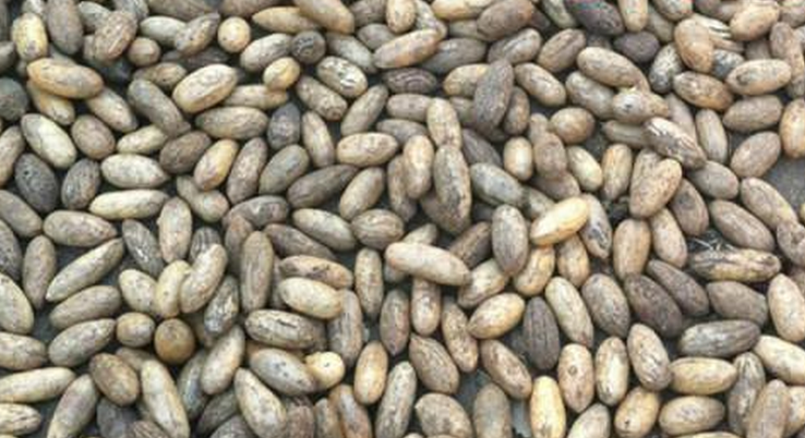  p>酒椰(学名: i>raphia vinifera /i> beauv.