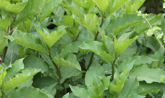 为茄科植物三分三 i>anisodus acutangulus  /i>c. y. wu et c.