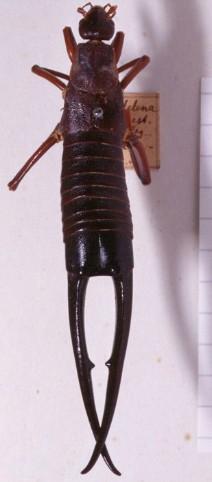  p>圣赫勒拿蠼螋(labidura herculeana)是 a target="_blank" href="