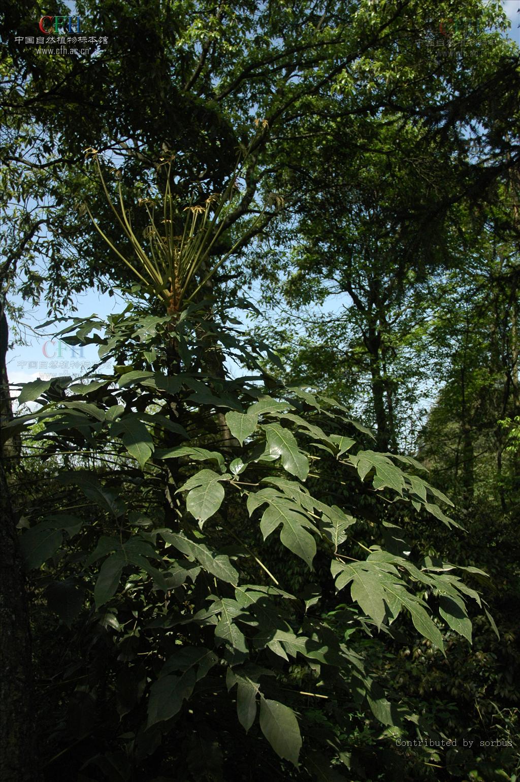  p>穗序鹅掌柴(学名: i>schefflera delavayi /i> (franch.